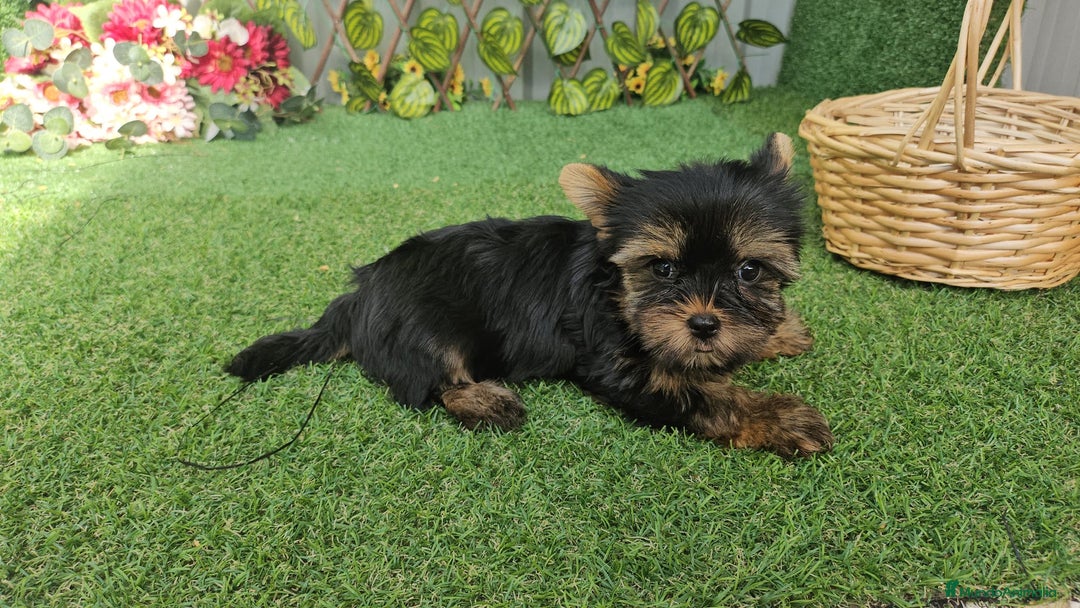 Yorkshire Terrier perros en venta: Yorkshire toy - Imagen 3