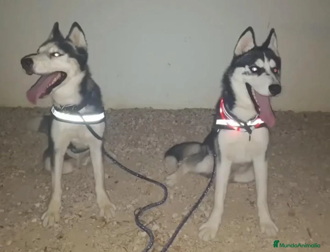 Husky Siberiano perros en venta: Husky  - Anuncio 7