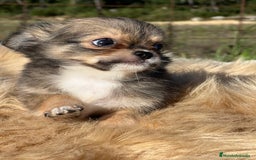 Chihuahua perros en venta: Chihuahua leonado toy  - Imagen 6