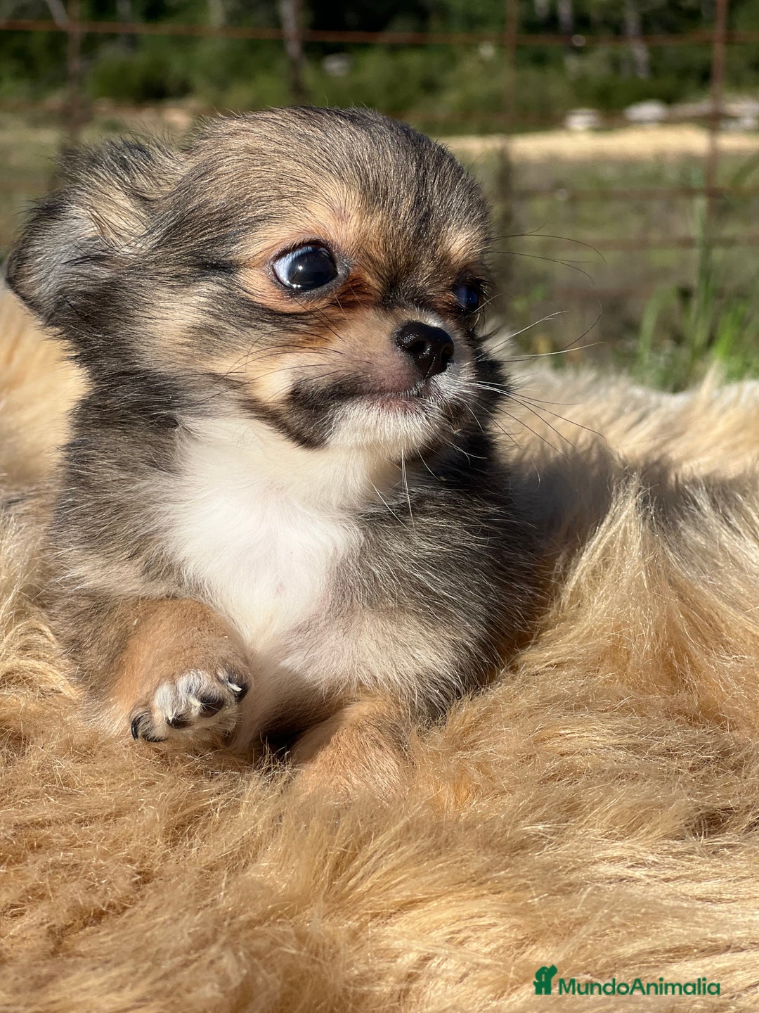 Chihuahua perros en venta: Chihuahua leonado toy  - Imagen 6