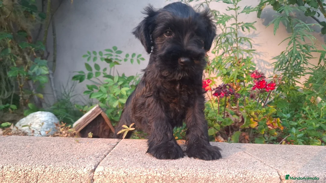 Schnauzer Miniatura perros en venta: SCHNAUZER MINIATURA - Anuncio 4