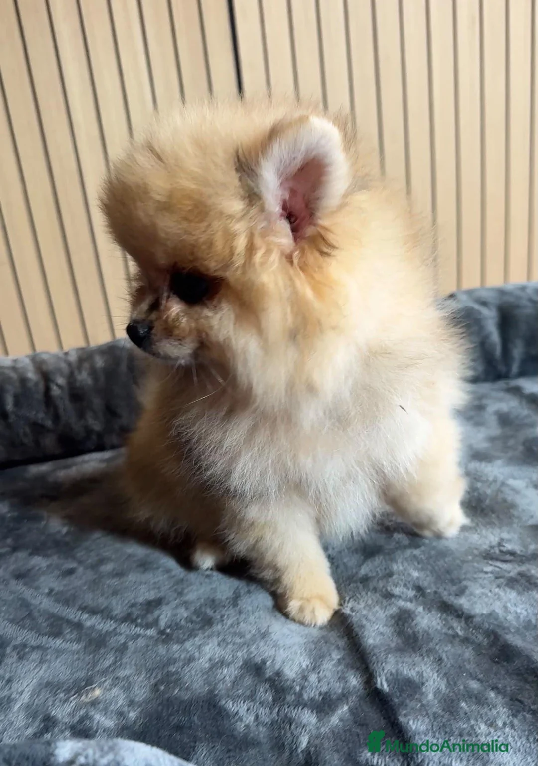 Pomerania perros en venta: Pomerania - Anuncio 4