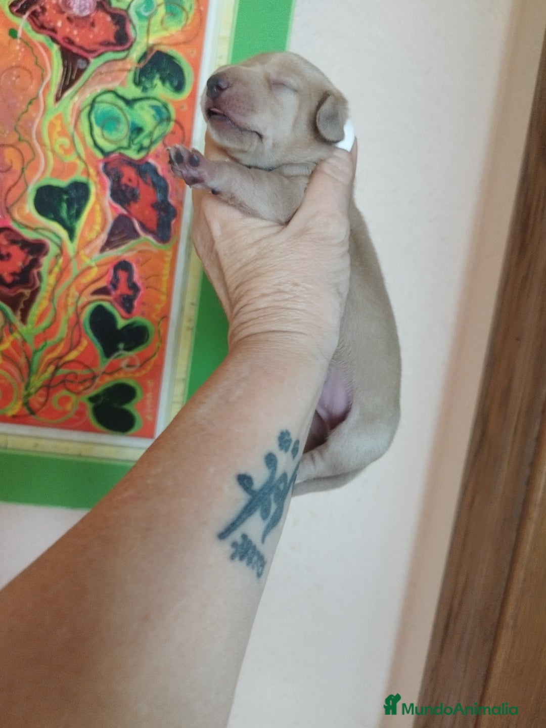 Teckel perros en venta: TECKEL CALIDAD Y SELECCIÓN  - Imagen 3