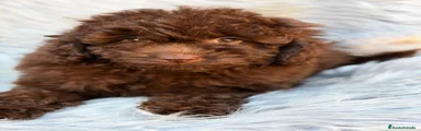 Maltipoo 2