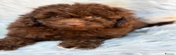 Maltipoo perros en venta: Maltipoo F1B chocolate  - Anuncio 3