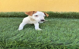 Jack Russell Terrier perros en venta: jack russell hembra de pata corta  - Imagen 5