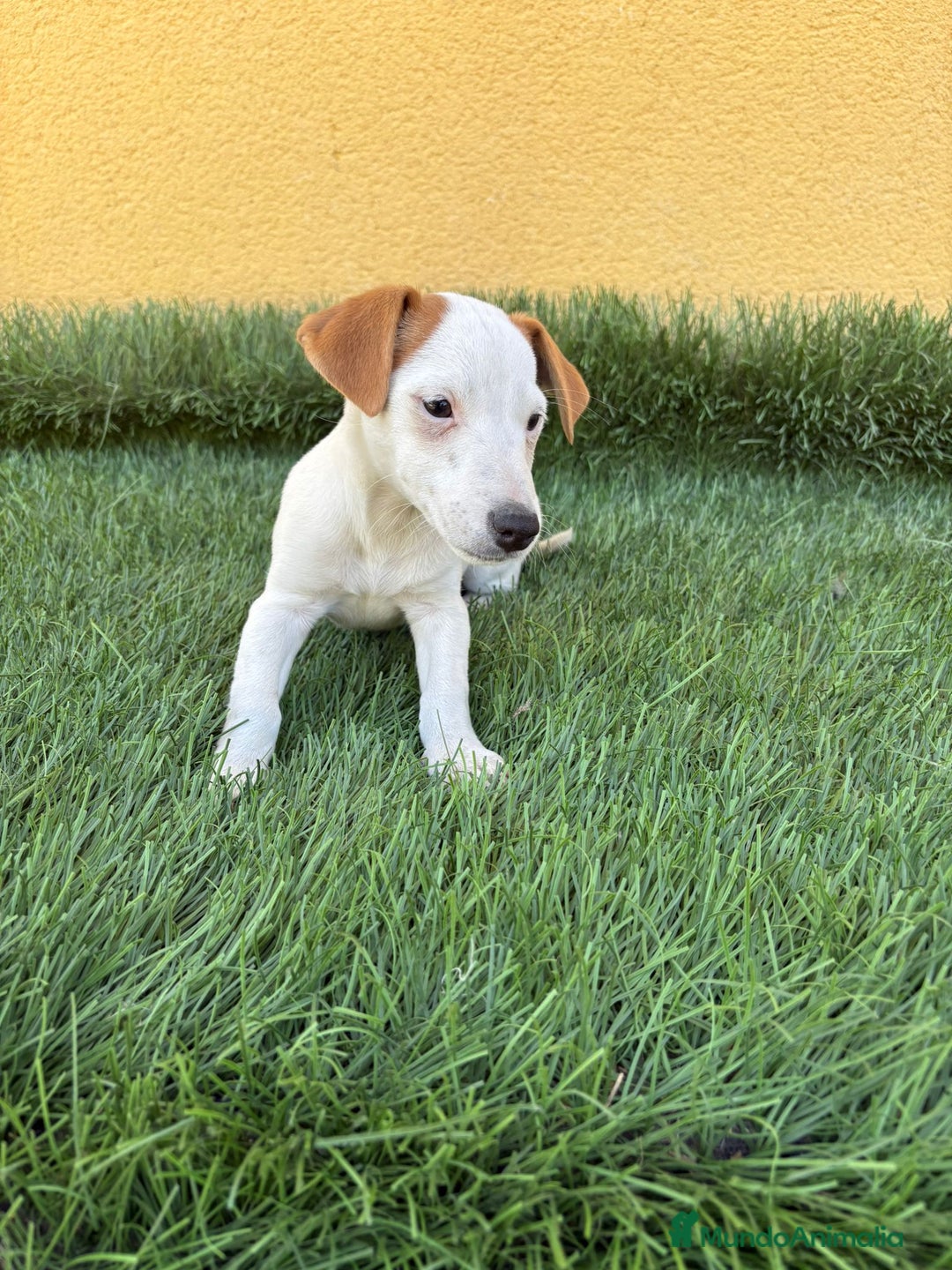 Jack Russell Terrier perros en venta: jack russell hembra de pata corta  - Imagen 5
