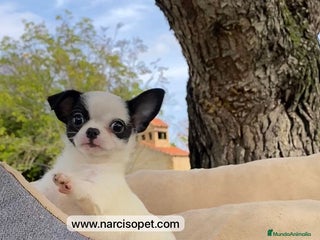 Chihuahua perros - Anuncio 20