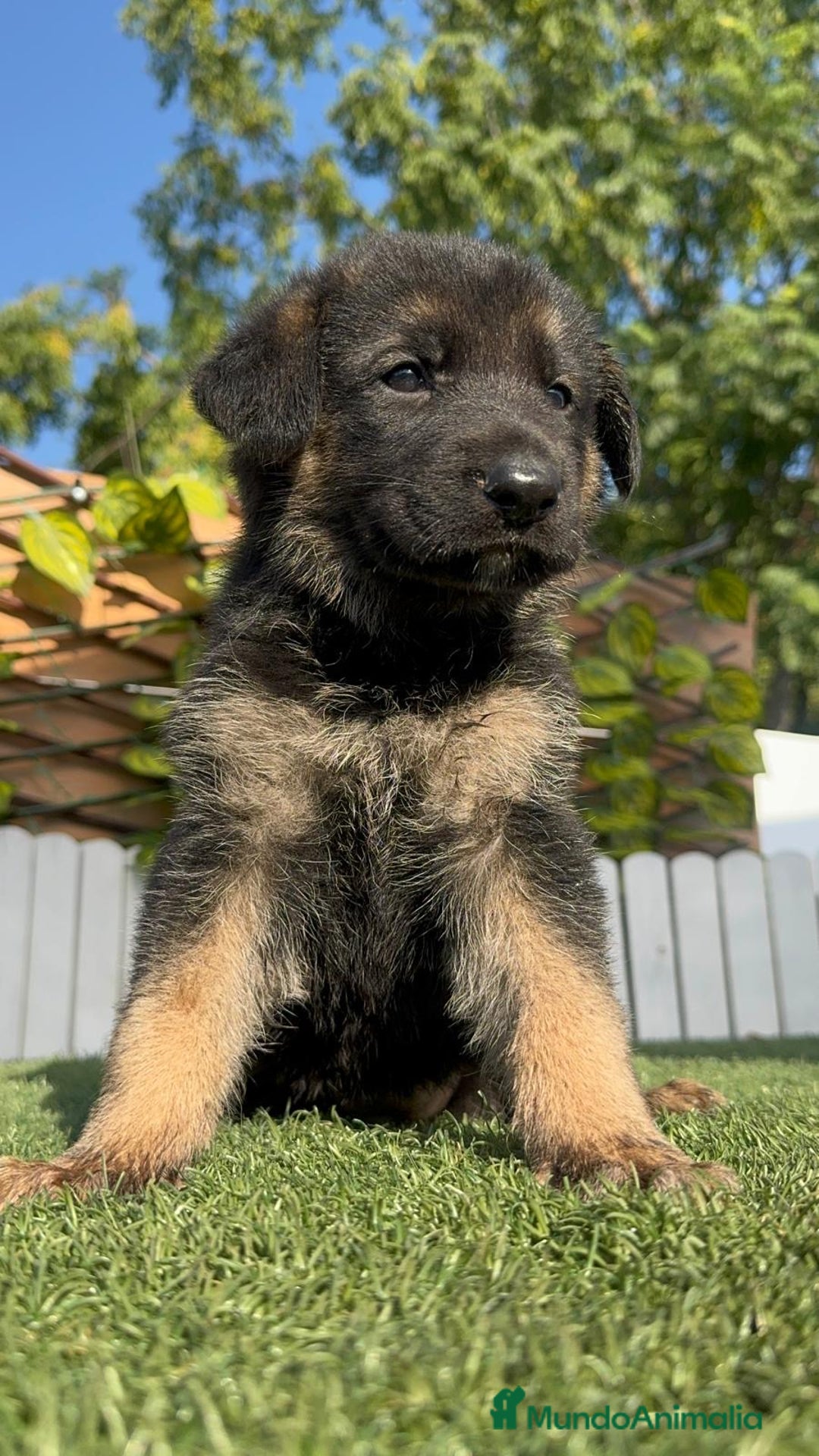 Pastor Alemán perros en venta: PASTOR ALEMÁN HEMBRA - Imagen 4