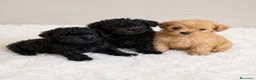 Caniche Toy perros en venta: Caniches Toy 🐶🐾 - Anuncio 2