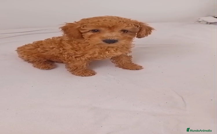 Caniche Toy perros - Anuncio 1