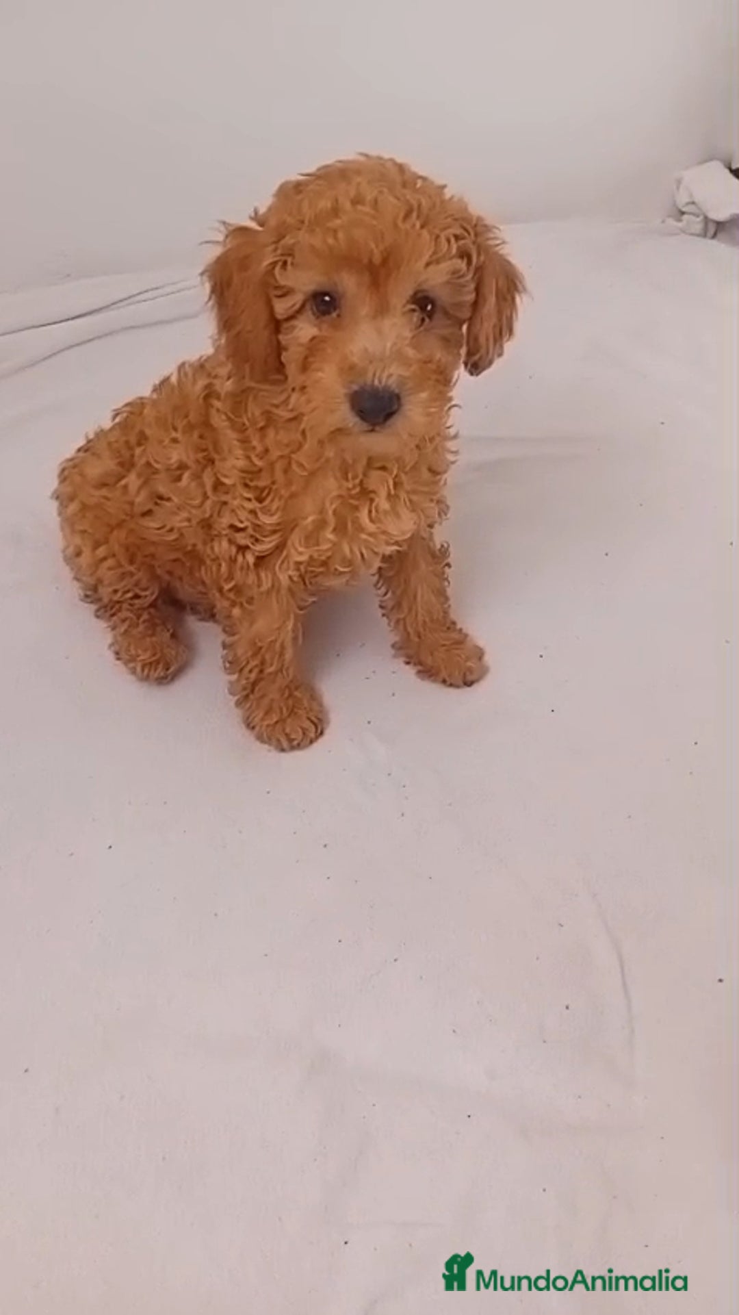 Caniche Toy perros en venta: Caniche toy  - Imagen 1