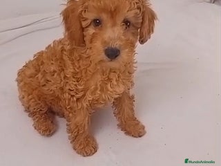 Caniche Toy perros - Anuncio 3