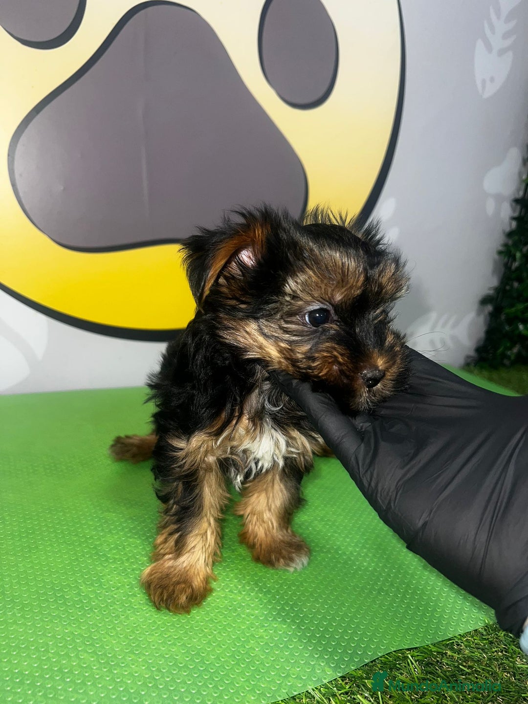 Yorkshire Terrier perros en venta: YORKSHIRE BEBE 🧡 - Imagen 2