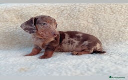 Teckel Miniatura perros en venta: Teckel miniatura - Imagen 5