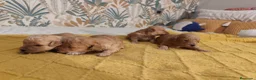 Caniche Toy perros en venta: Caniches PraoToro  en Zaragoza - Anuncio 11