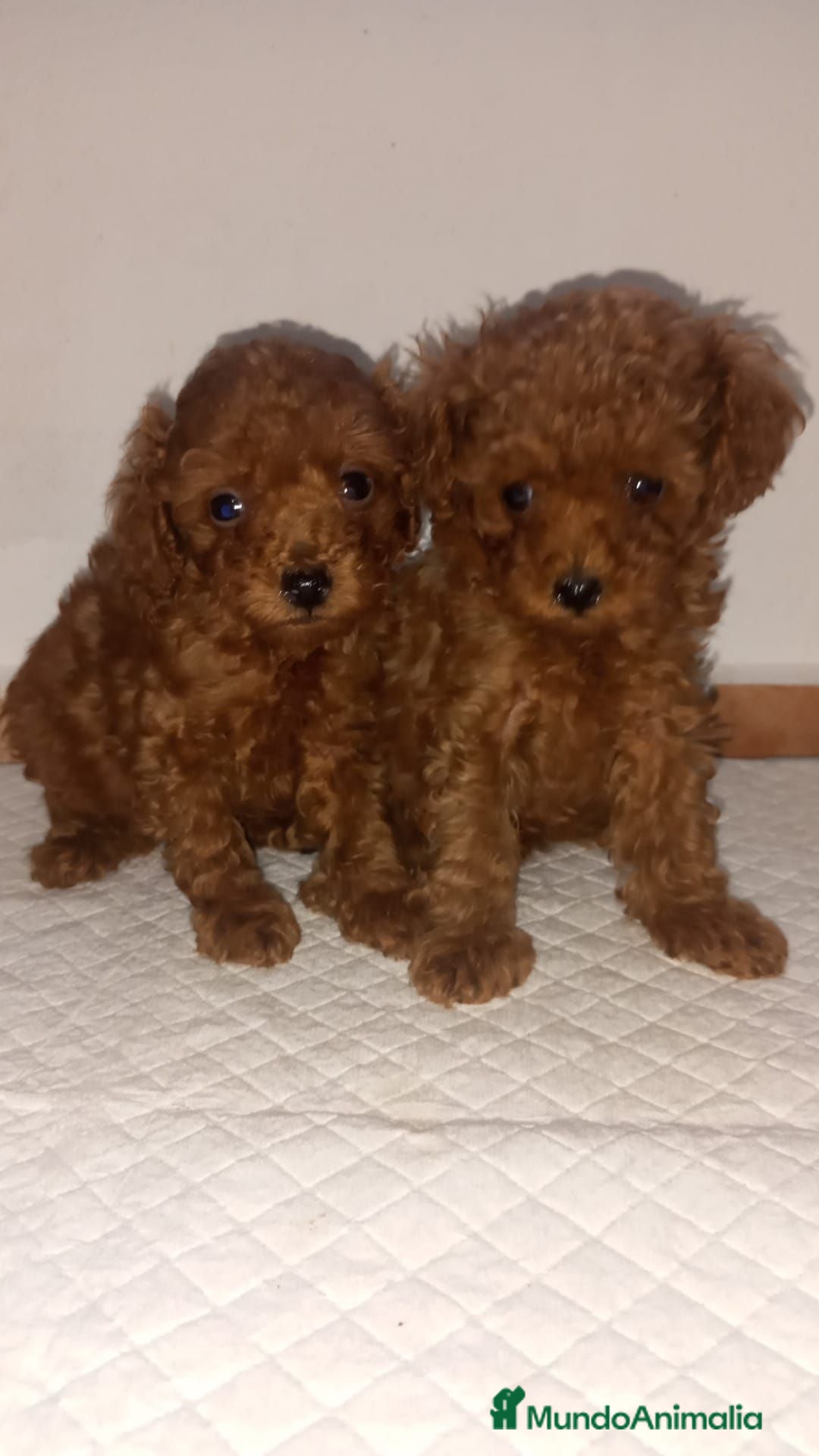 Caniche Toy perros Cachorros de caniche - Anuncio 2