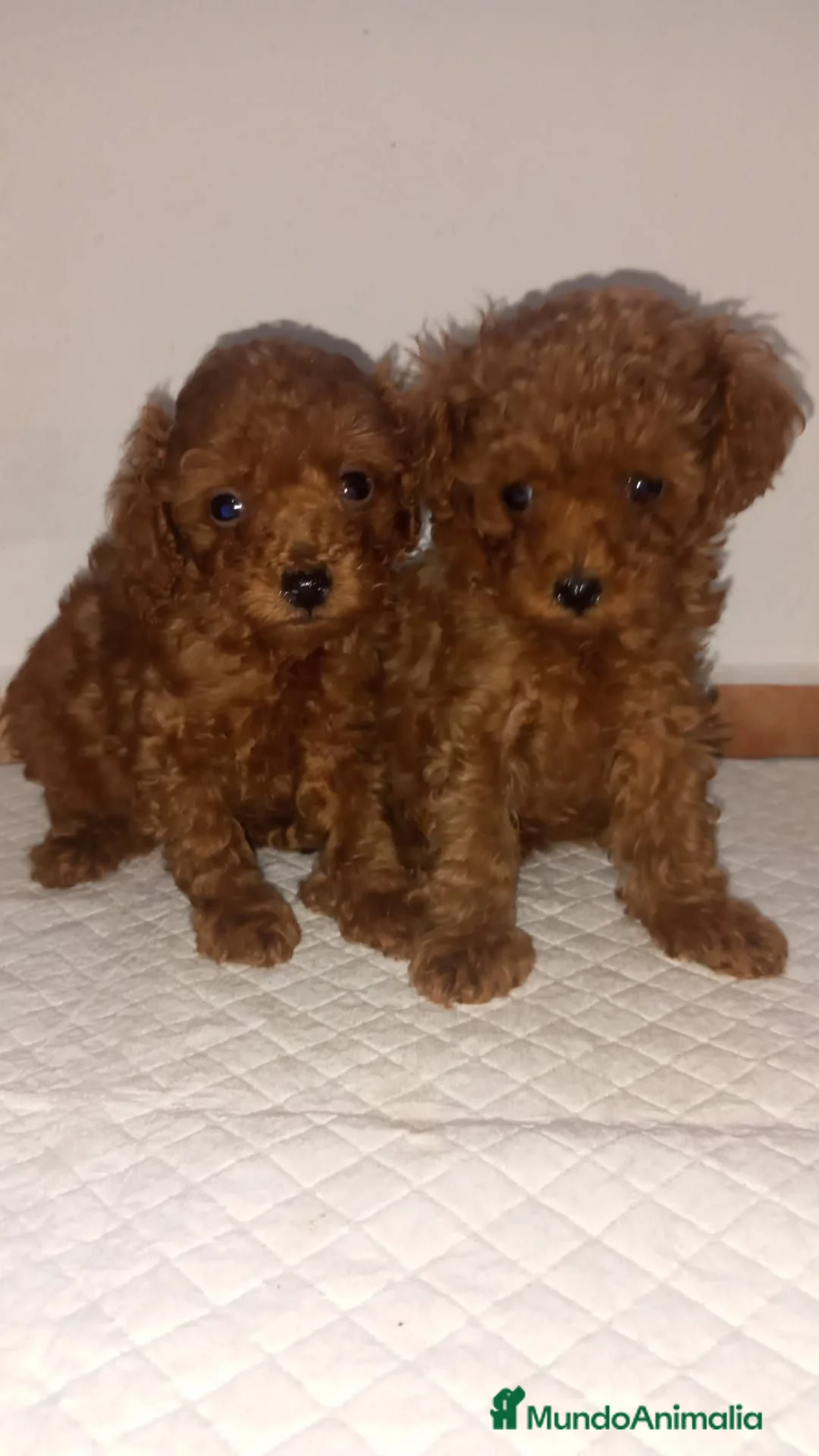 Caniche Toy perros en venta: Cachorros de caniche - Anuncio 2