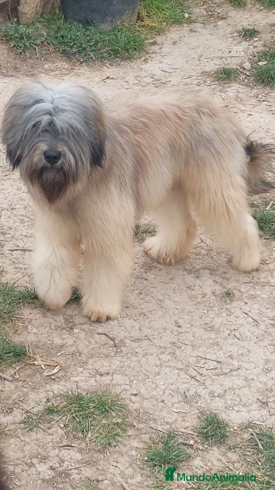 Imagen de galería {{count}}