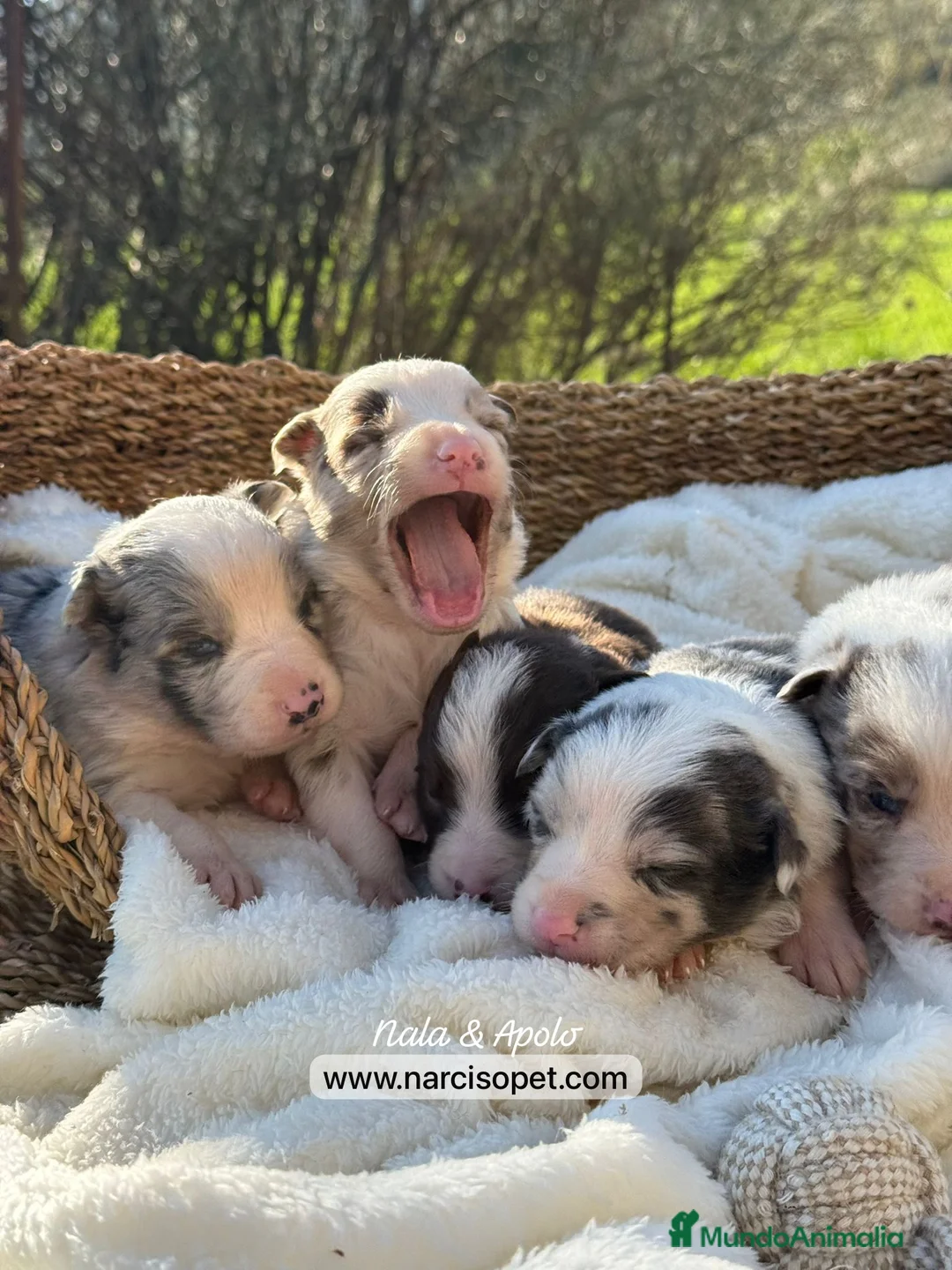 Border Collie perros en venta: BORDER COLLIE VARIOS COLORES - Anuncio 1