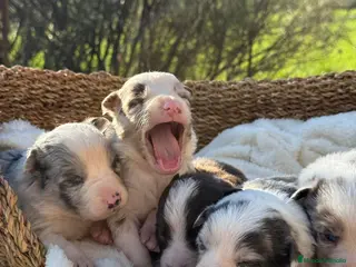 Border Collie perros BORDER COLLIE VARIOS COLORES - Anuncio 4