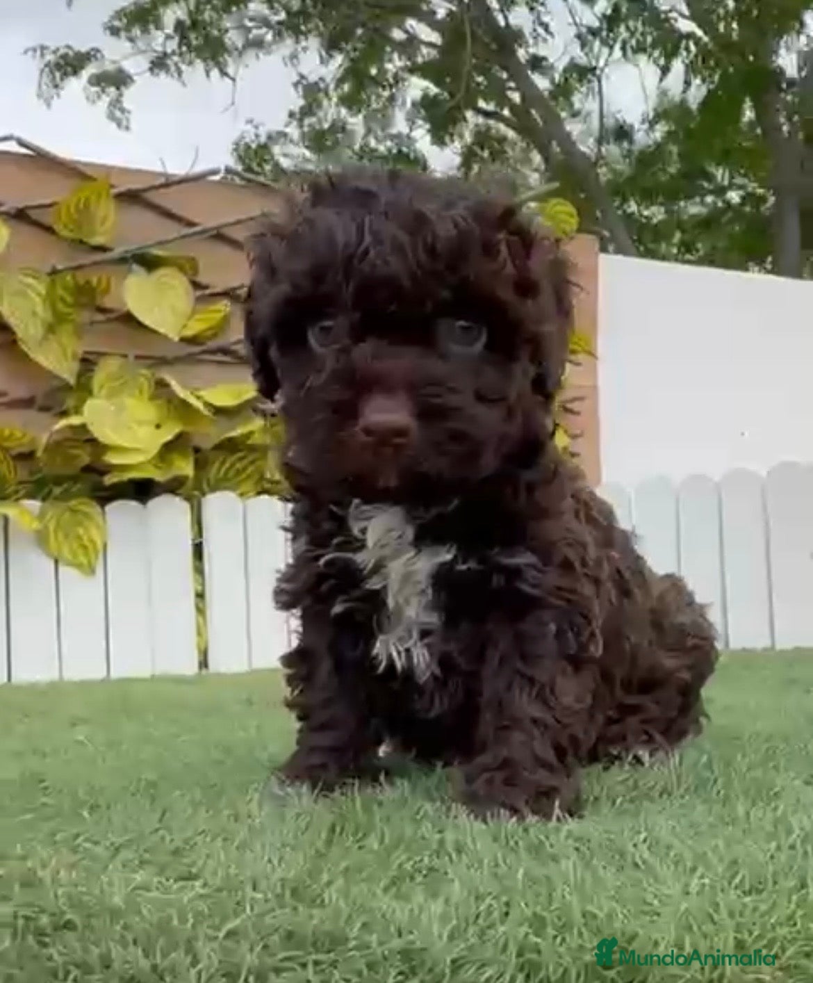 Perro de Agua Español perros PERRO DE AGUA HEMBRA - Anuncio 1