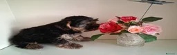 Yorkshire Terrier perros en venta: Yorkshire Terrier - Anuncio 7