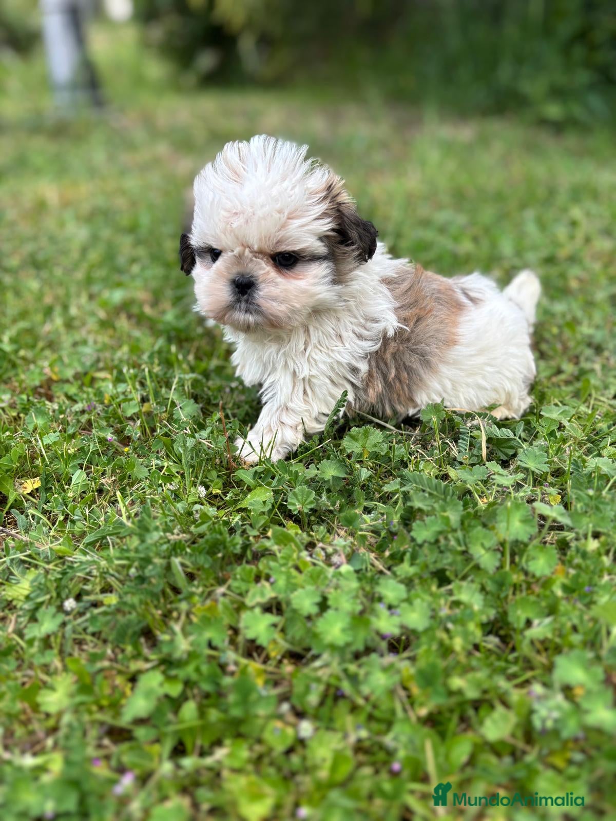 Shih Tzu perros en venta: Shit tzu machos y hembras listos para entregar. - Anuncio 11