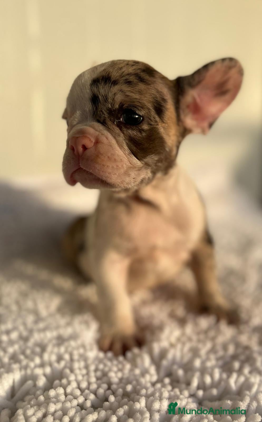 Bulldog Francés perros Bulldog francés  - Anuncio 2