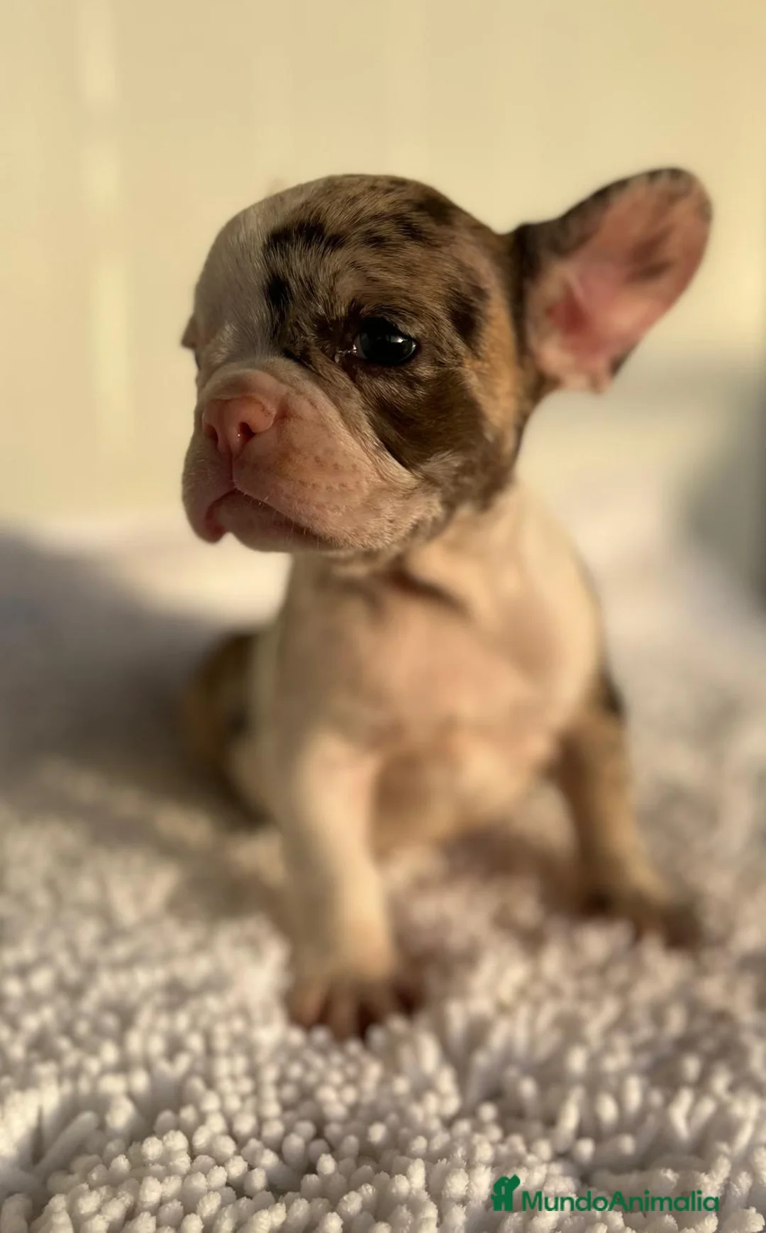 Bulldog Francés perros en venta: Bulldog francés  - Anuncio 1