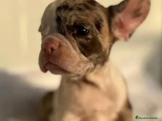 Bulldog Francés perros Bulldog francés - Anuncio 1