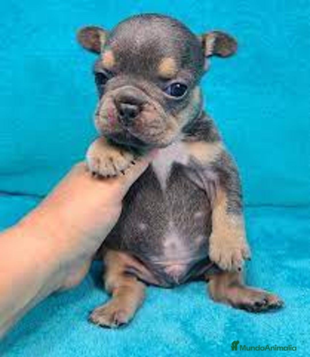 Bulldog Francés perros en venta: BULLDOG FRANCÉS - Anuncio 4