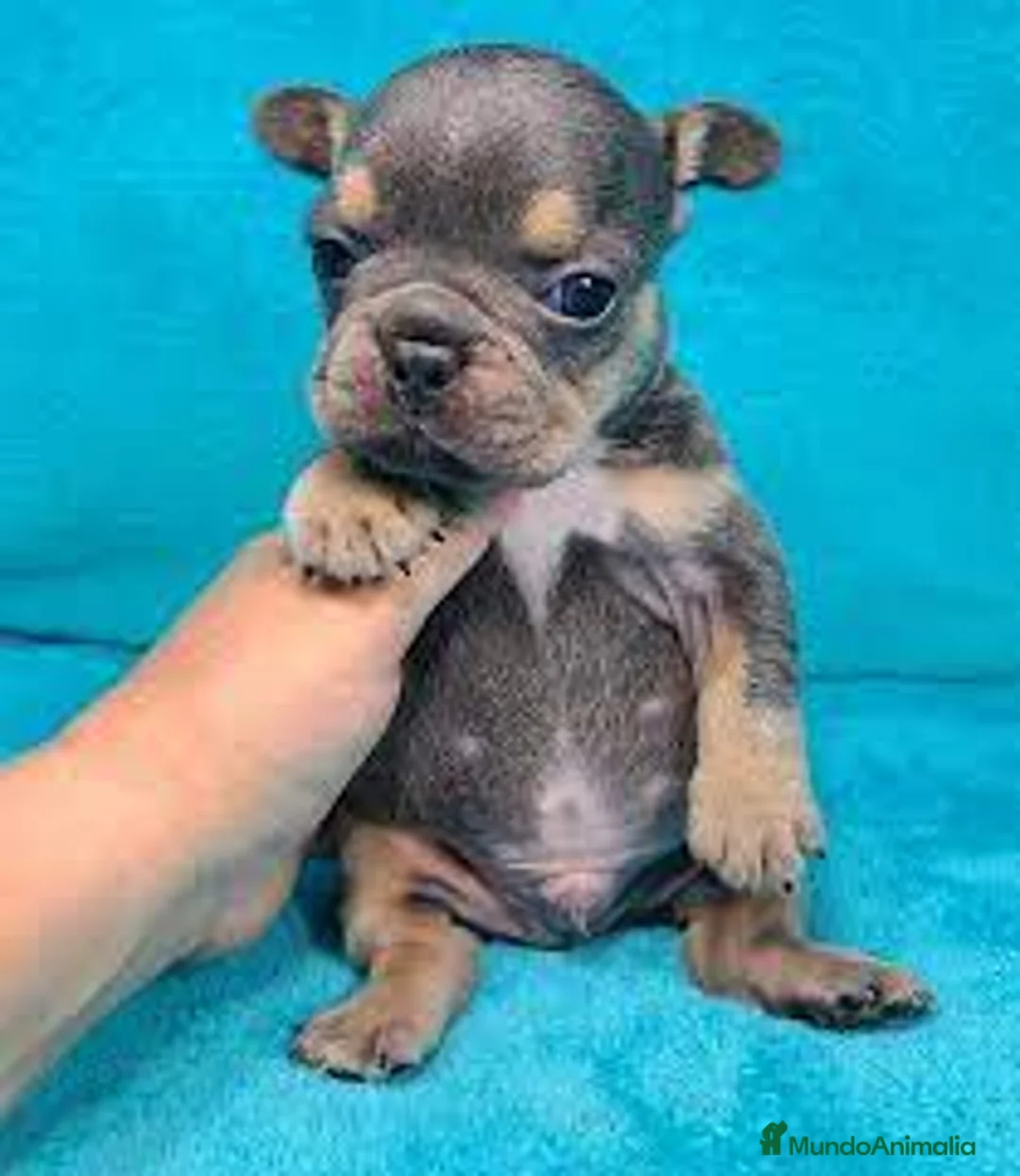 Bulldog Francés perros en venta: BULLDOG FRANCÉS - Anuncio 4