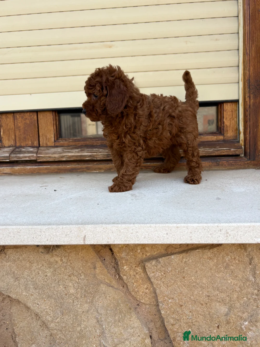 Caniche Toy perros en venta: Caniche Toy  - Anuncio 2