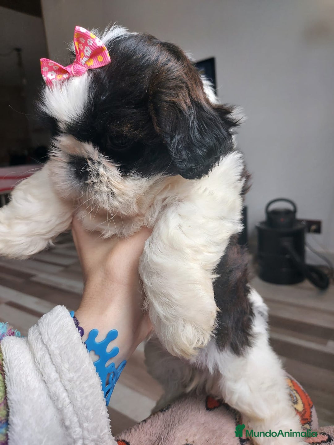 Shih Tzu perros en venta: Shih tzu último cachorro  en Burgos - Imagen 3
