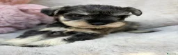 Schnauzer Miniatura perros en venta: SCHNAUZER MINIATURA SAL Y PIMIENTA  - Anuncio 6