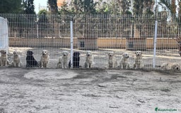 Golden Retriever perros en venta: Cachorros golden con pedigree  - Anuncio 2