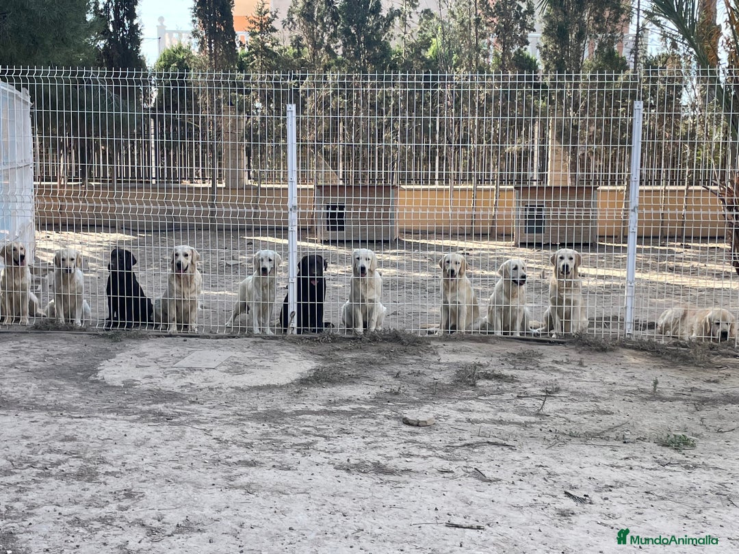 Golden Retriever perros en venta: Cachorros golden con pedigree  - Anuncio 2