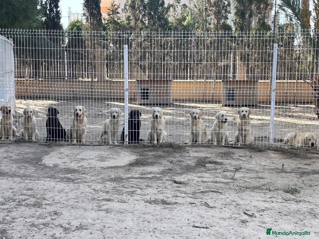 Golden Retriever perros en venta: Cachorros golden retriever con pedigree  - Anuncio 2