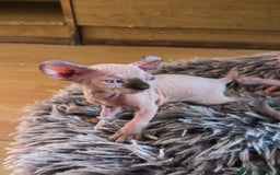 Sphynx gatos en venta: GATITOS SPHYNX HEMBRA ELFA - Imagen 1
