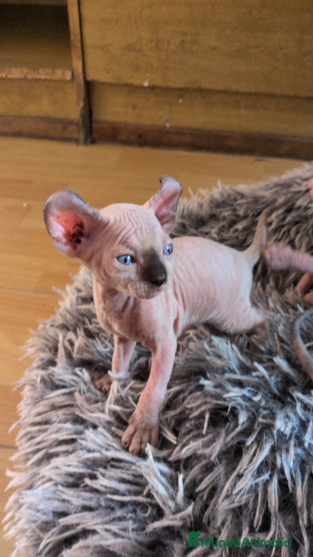 Sphynx gatos en venta: GATITOS SPHYNX HEMBRA ELFA - Imagen 1
