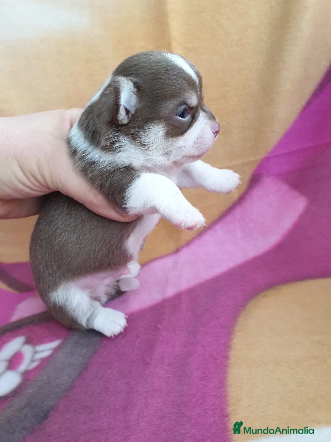 Chihuahua perros en venta: Chihuahua cabeza de manzana  en Ciudad Real - Anuncio 2