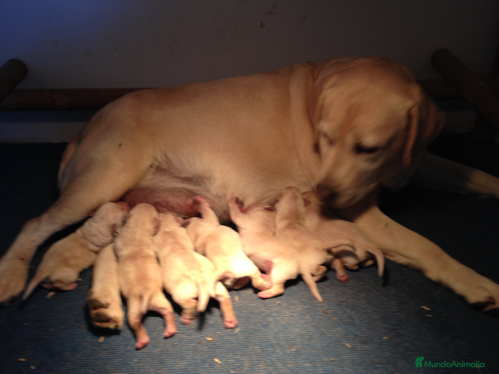 Labrador Retriever perros en venta: Cachorros labrador crema con pedigree  - Anuncio 9