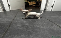 Chihuahua perros en venta: Chihuahua miniatura  - Anuncio 1