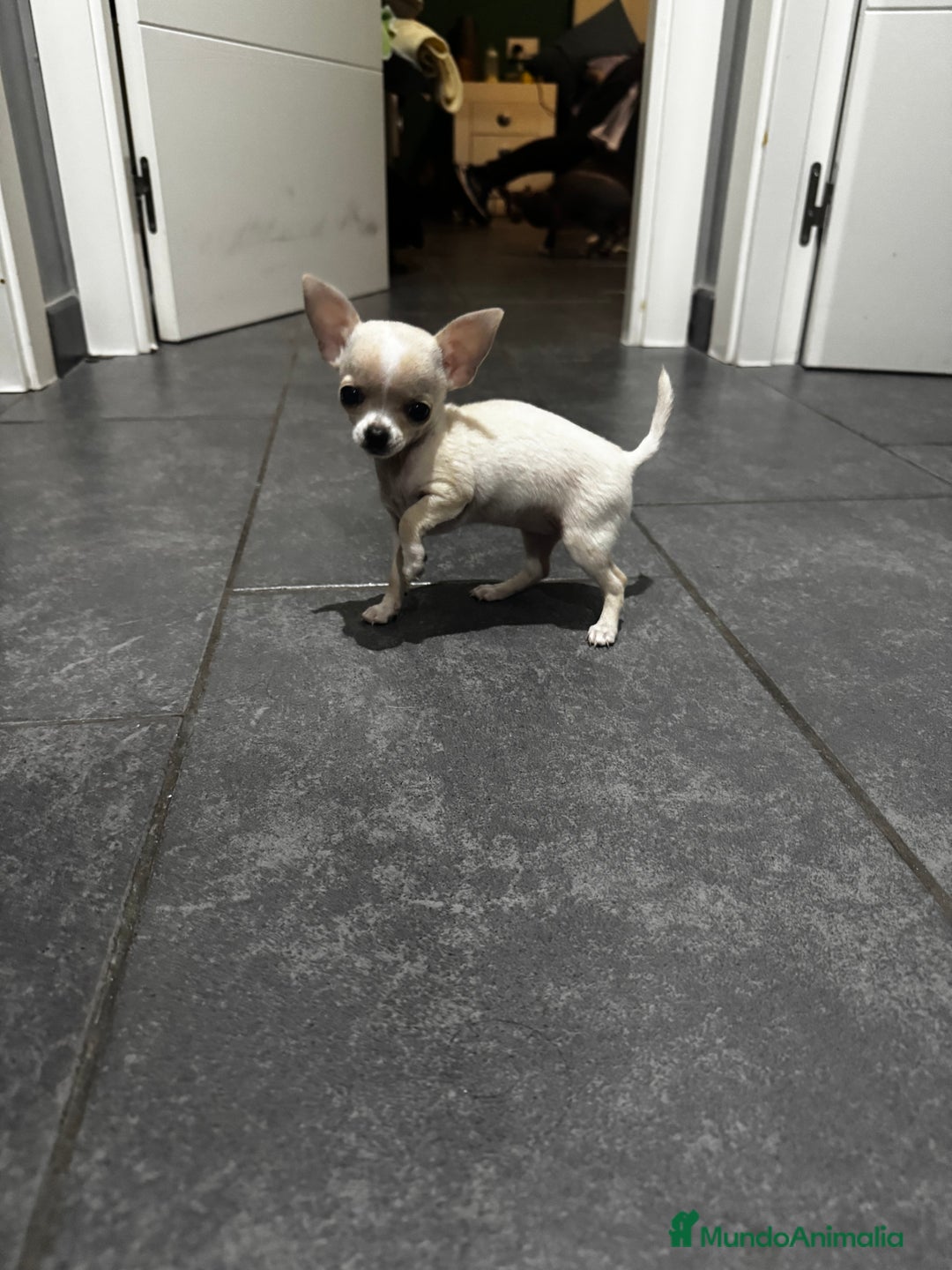Chihuahua perros en venta: Chihuahua miniatura  - Anuncio 1
