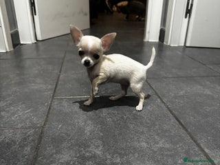 Chihuahua perros Chihuahua miniatura - Anuncio 2