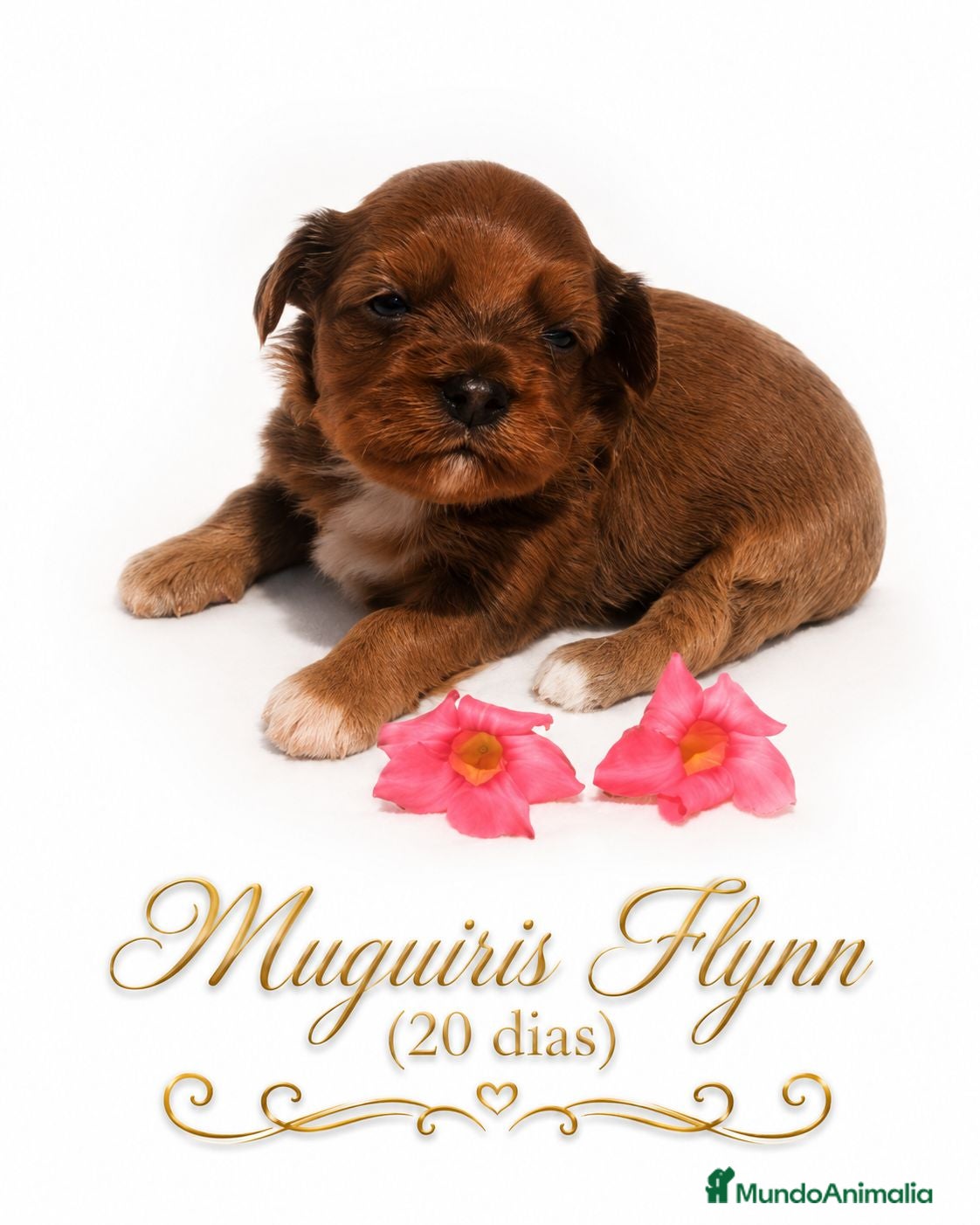 Bichón Habanero perros Muguiris Flynn - Anuncio 2