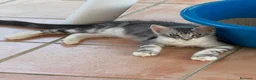 Maine Coon gatos en venta: Precioso cachorro Maine Coon - Anuncio 3