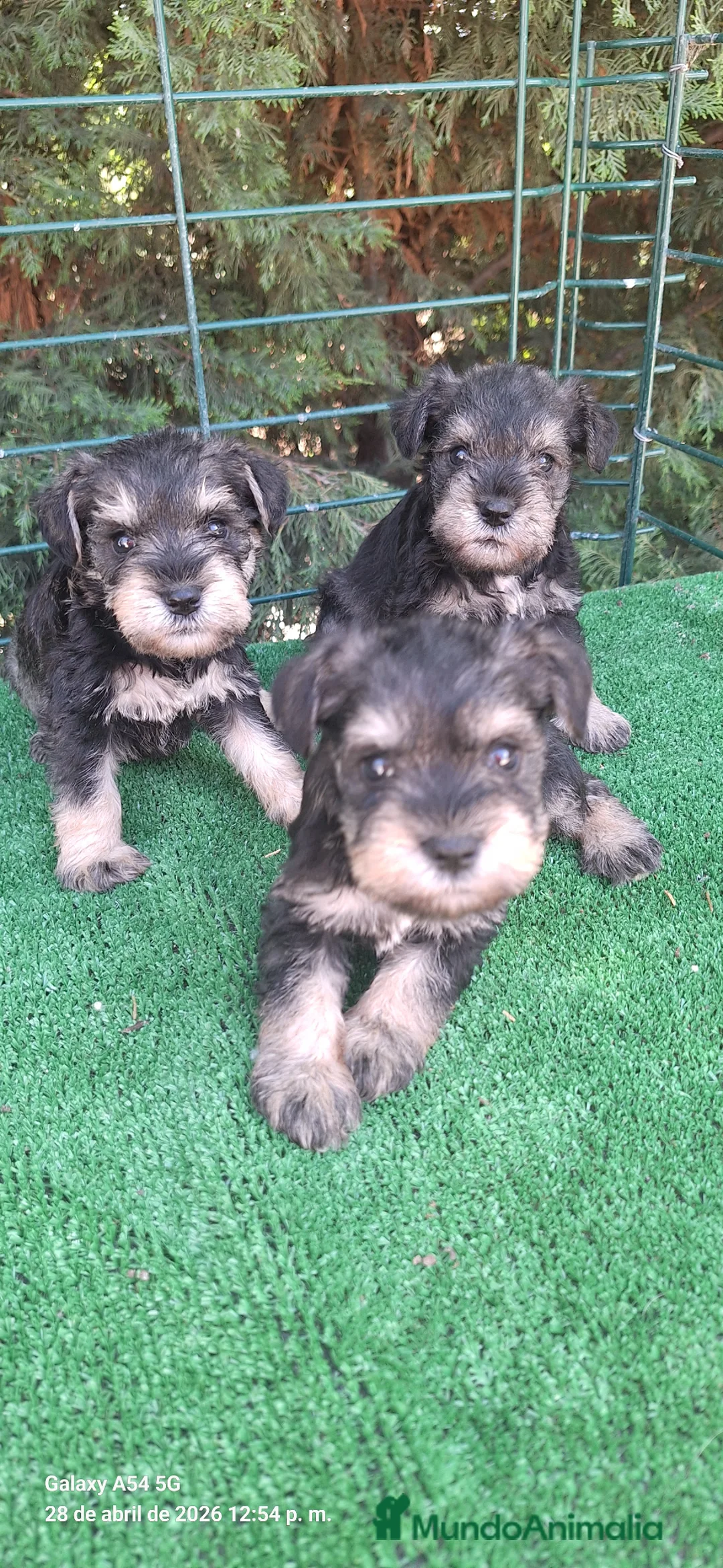 Schnauzer Miniatura perros en venta: Schnauzer miniatura  - Anuncio 2