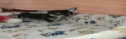 Chihuahua perros en venta: Chihuahua Toy - Anuncio 4